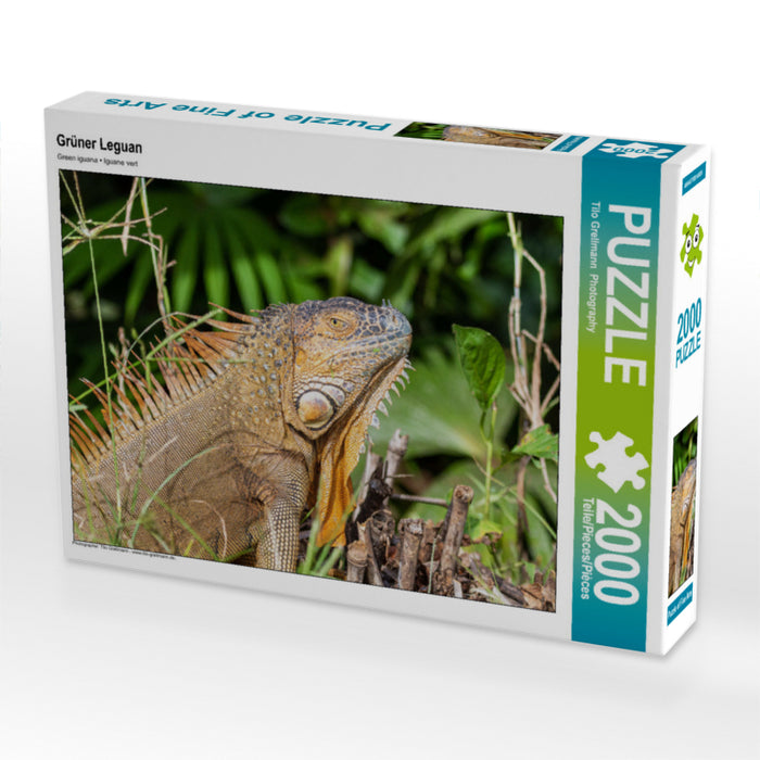 Grüner Leguan 2000 Teile Puzzle quer - CALVENDO Foto-Puzzle'
