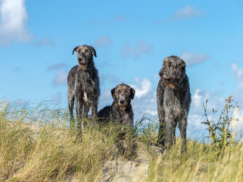 Drei Irische Wolfshunde auf einer Düne in Sankt Peter-Ording - CALVENDO Foto-Puzzle'