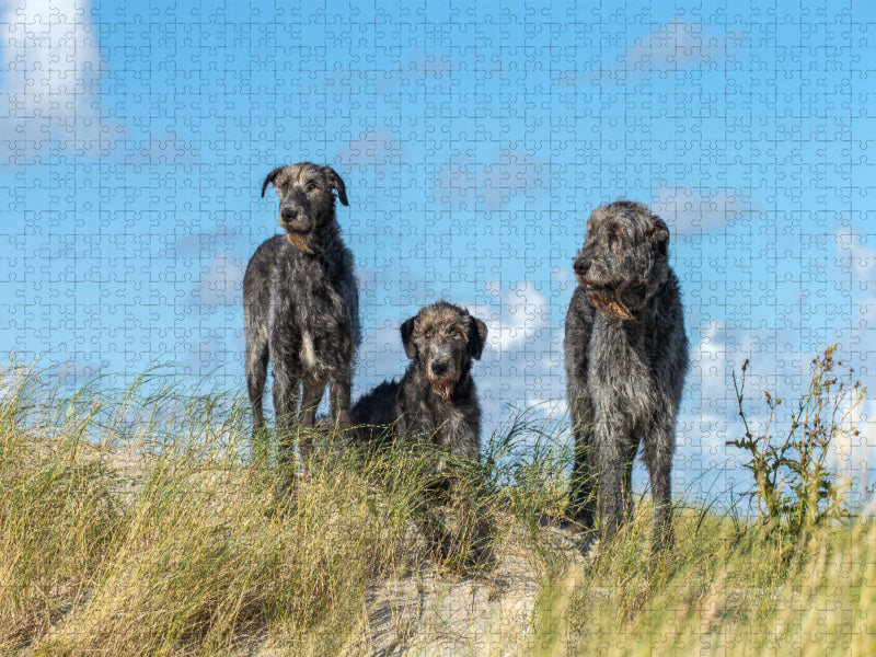Drei Irische Wolfshunde auf einer Düne in Sankt Peter-Ording - CALVENDO Foto-Puzzle'