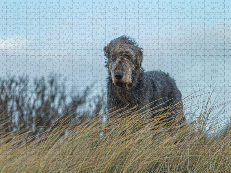 Irischer Wolfshund blickt von einer Düne in einer Heidelandschaft - CALVENDO Foto-Puzzle'