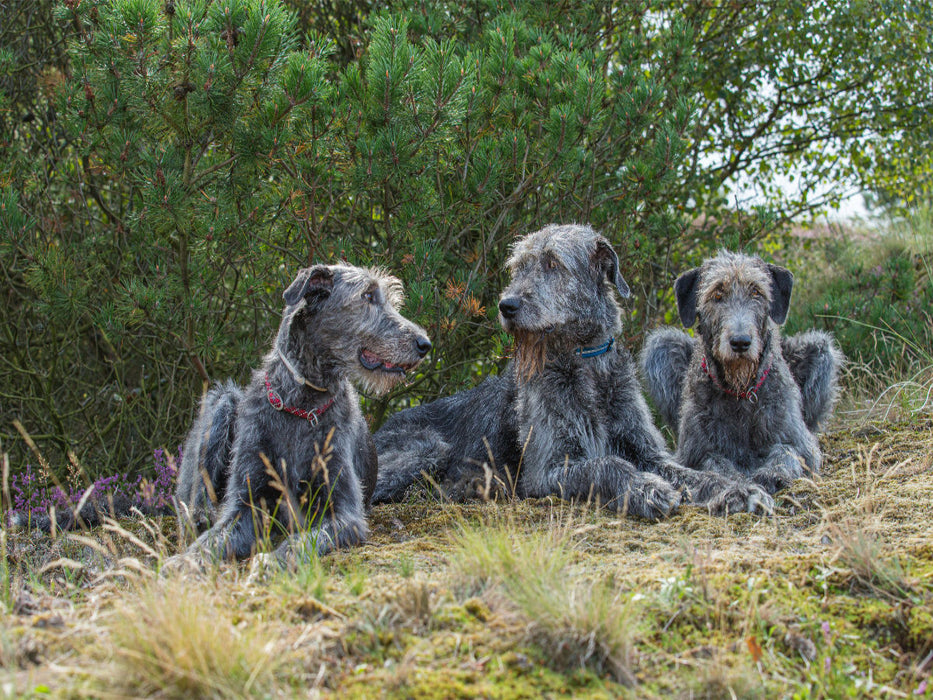 Drei irische Wolfshunde liegen entspannt im Schatten einer Kiefer - CALVENDO Foto-Puzzle'