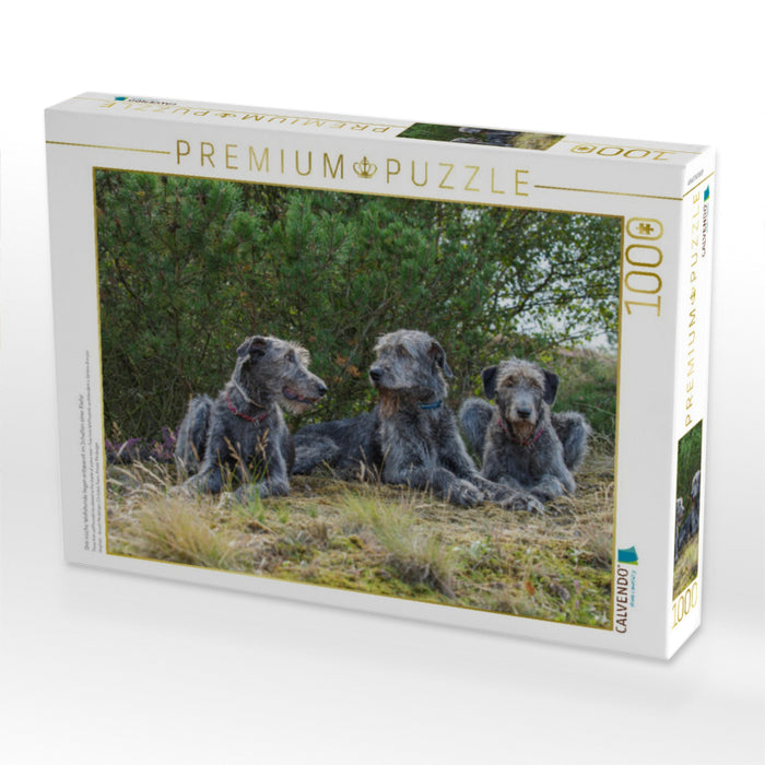 Drei irische Wolfshunde liegen entspannt im Schatten einer Kiefer - CALVENDO Foto-Puzzle'