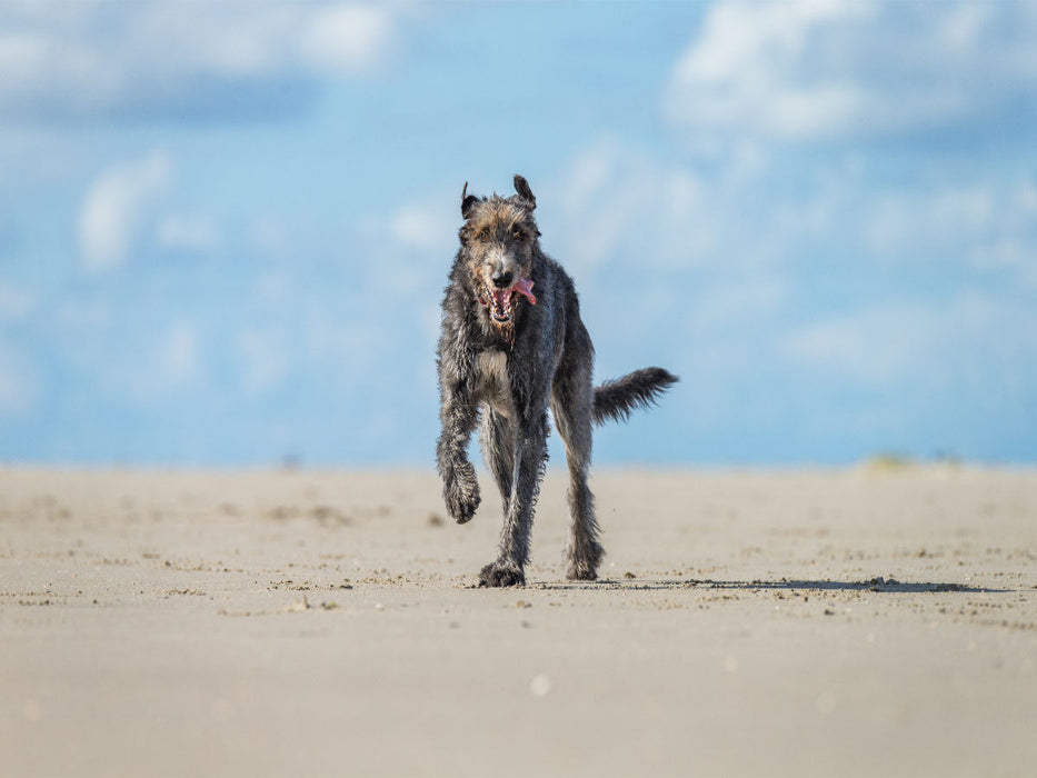 Irischer Wolfshund hat Spaß am Strand - CALVENDO Foto-Puzzle'