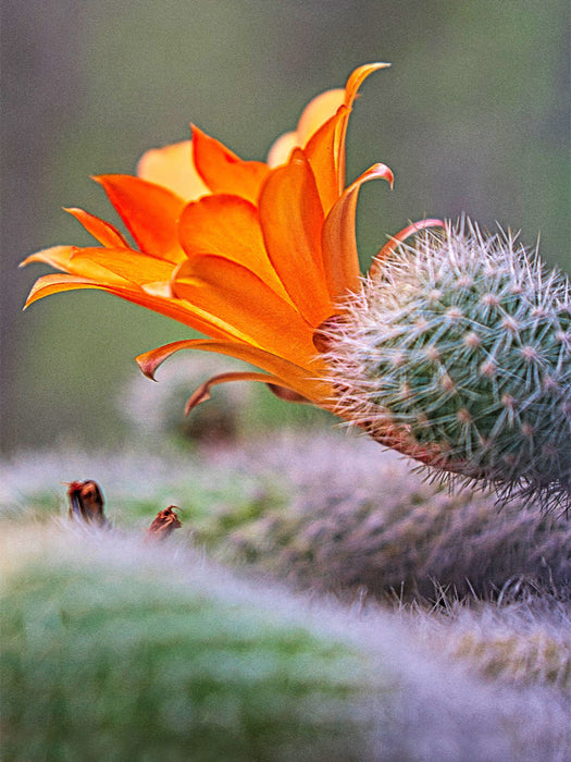 Orange Kakteenblüte - CALVENDO Foto-Puzzle'