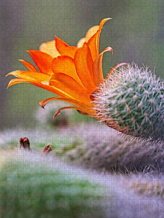Orange Kakteenblüte - CALVENDO Foto-Puzzle'