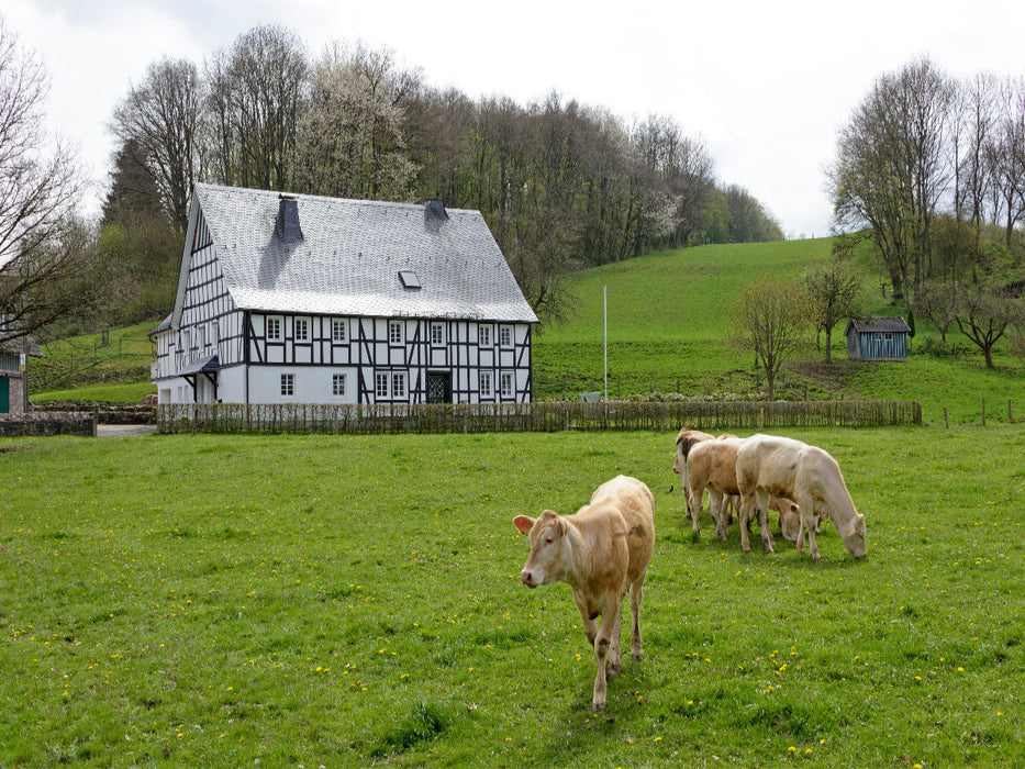 Rinder vor Fachwerkhaus - CALVENDO Foto-Puzzle'
