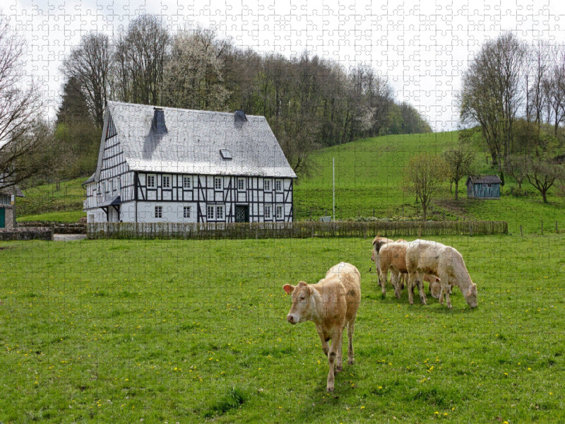 Rinder vor Fachwerkhaus - CALVENDO Foto-Puzzle'
