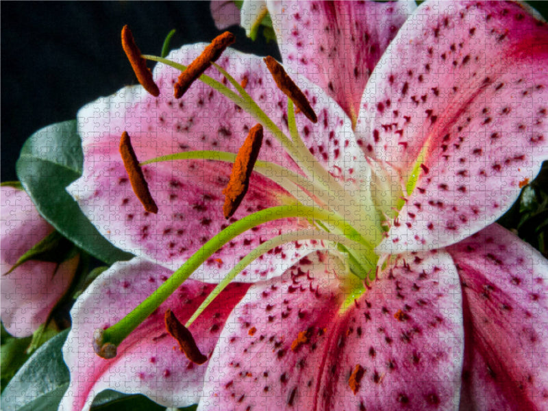 Kalanchoe 1000 Teile Puzzle quer - CALVENDO Foto-Puzzle'