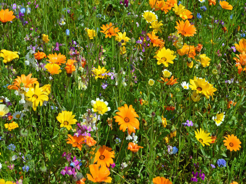 Ringelblumenwiese - CALVENDO Foto-Puzzle'