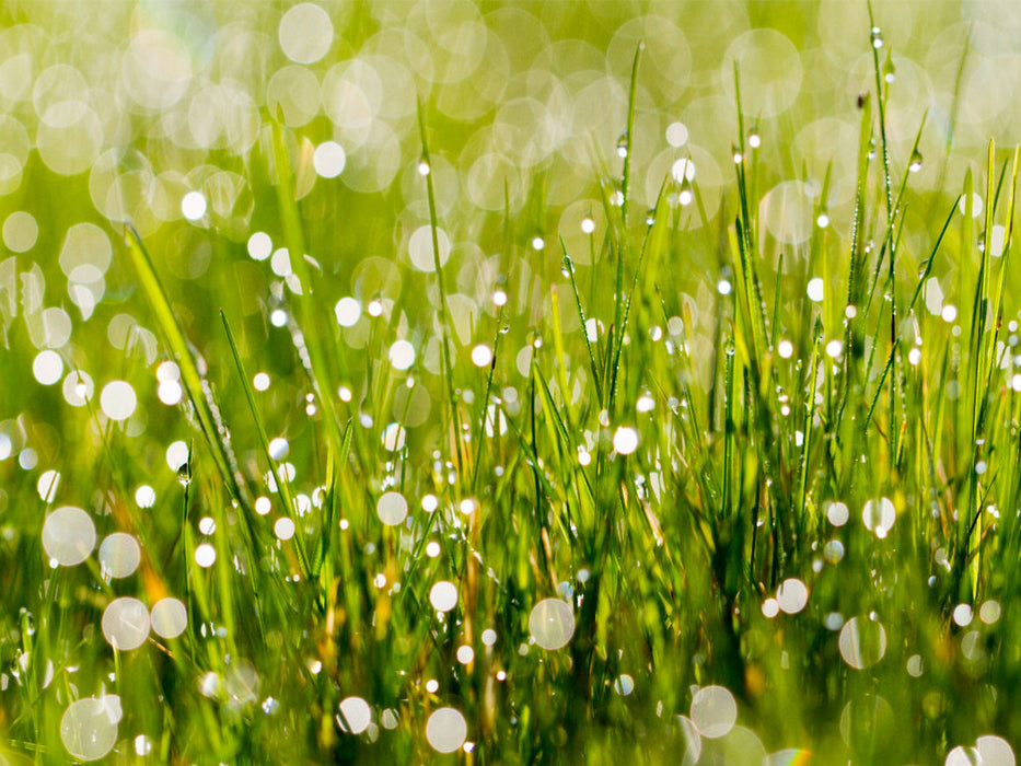 Wiese mit Morgentau - CALVENDO Foto-Puzzle'