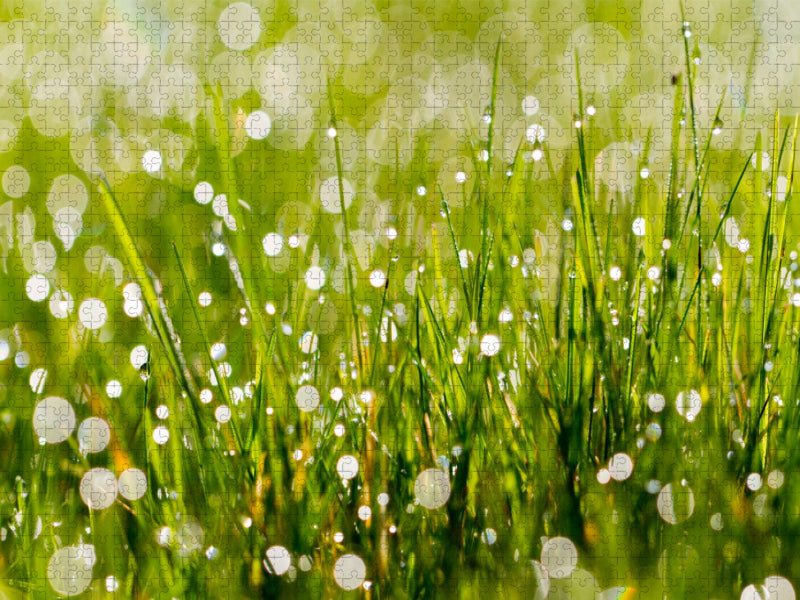 Wiese mit Morgentau - CALVENDO Foto-Puzzle'