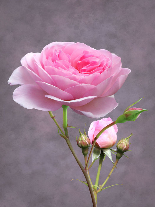 Rose - CALVENDO Foto-Puzzle'