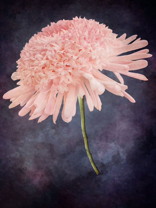 Dahlie - CALVENDO Foto-Puzzle'