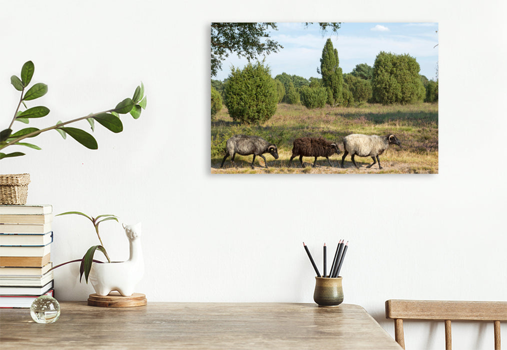 Premium textile canvas Premium textile canvas 120 cm x 80 cm landscape Heidschnucken on the move 