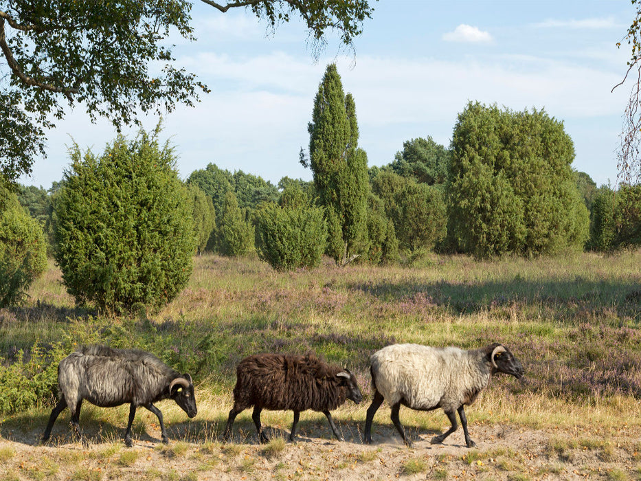 Heidschnucken unterwegs - CALVENDO Foto-Puzzle'