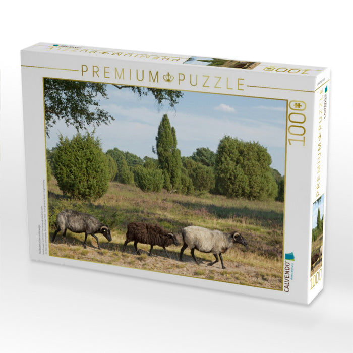 Heidschnucken unterwegs - CALVENDO Foto-Puzzle'