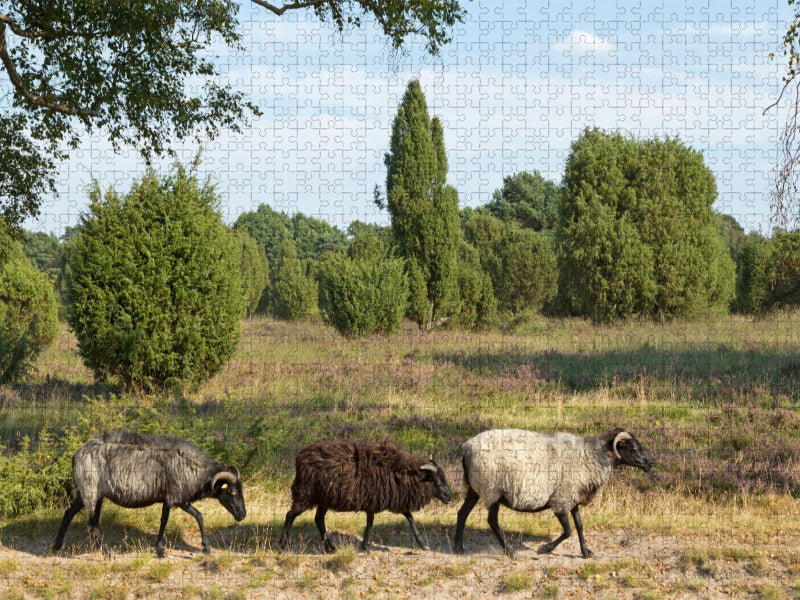 Heidschnucken unterwegs - CALVENDO Foto-Puzzle'