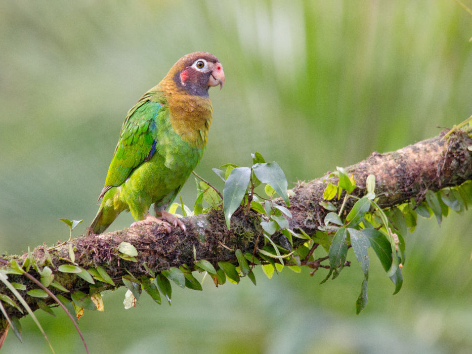 Grauwangenpapagei - CALVENDO Foto-Puzzle'