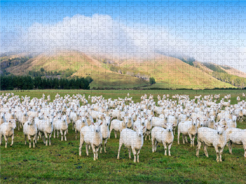 Troupeau de moutons, Canterbury - Puzzle photo CALVENDO 