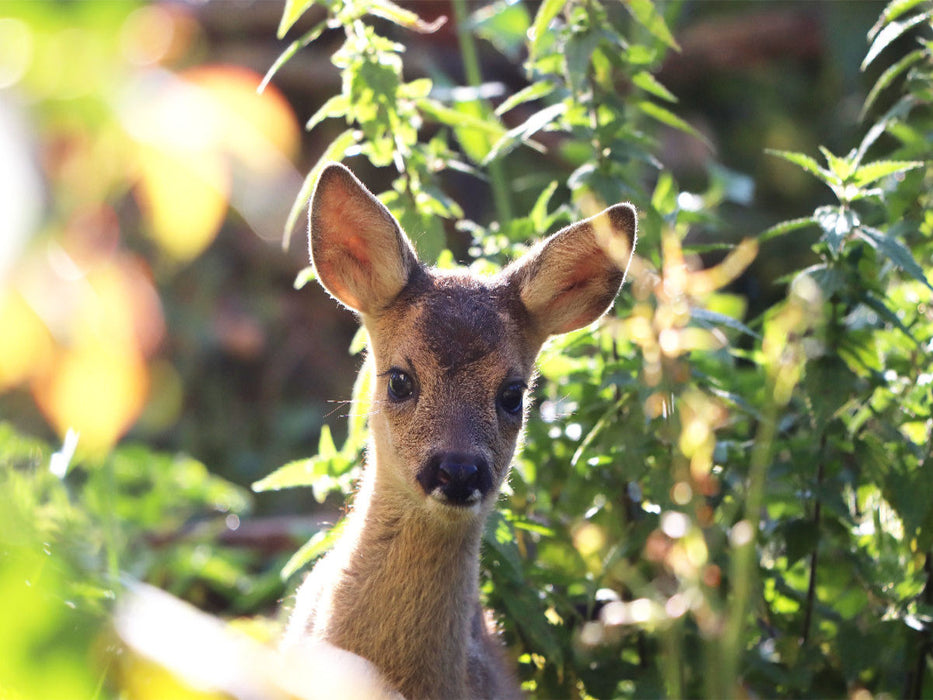 Max - CALVENDO Foto-Puzzle'