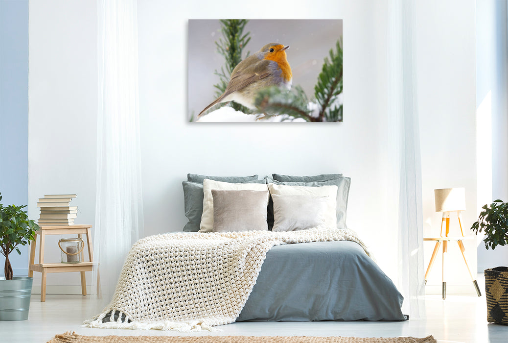 Premium textile canvas Premium textile canvas 120 cm x 80 cm landscape Fluffed up robin 