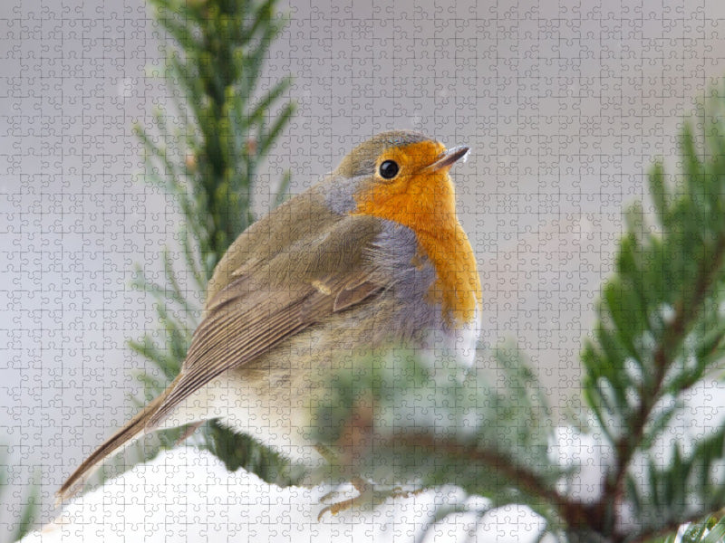 Aufgeplustertes Rotkehlchen - CALVENDO Foto-Puzzle'