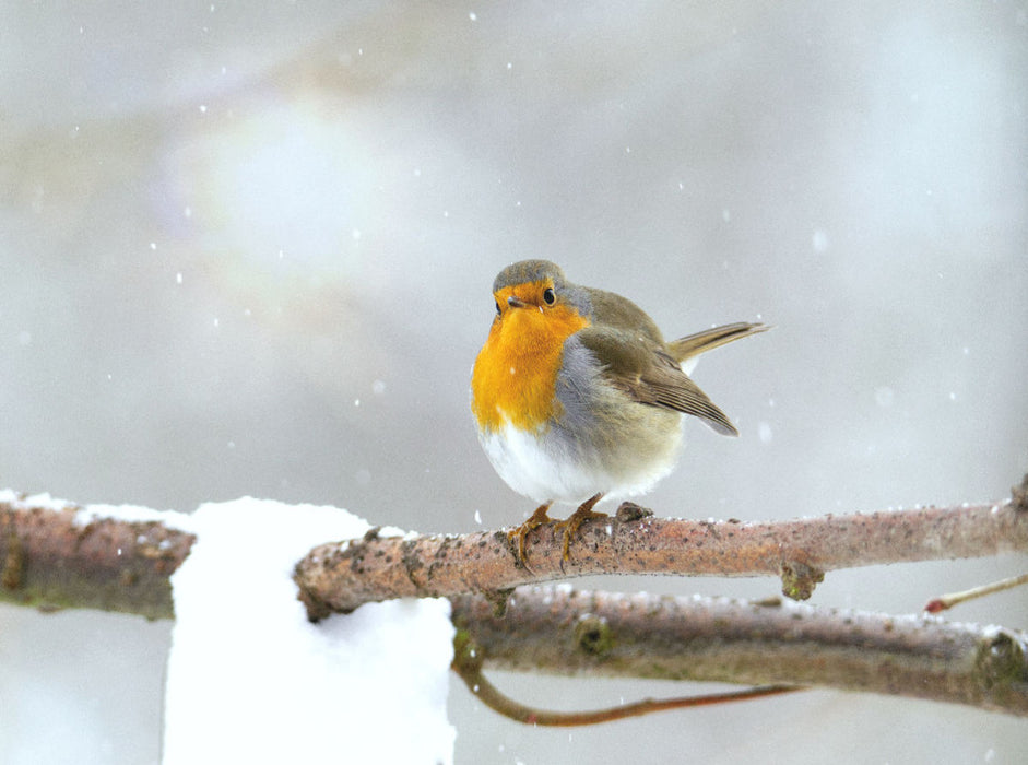 Merles en hiver - Puzzle photo CALVENDO 