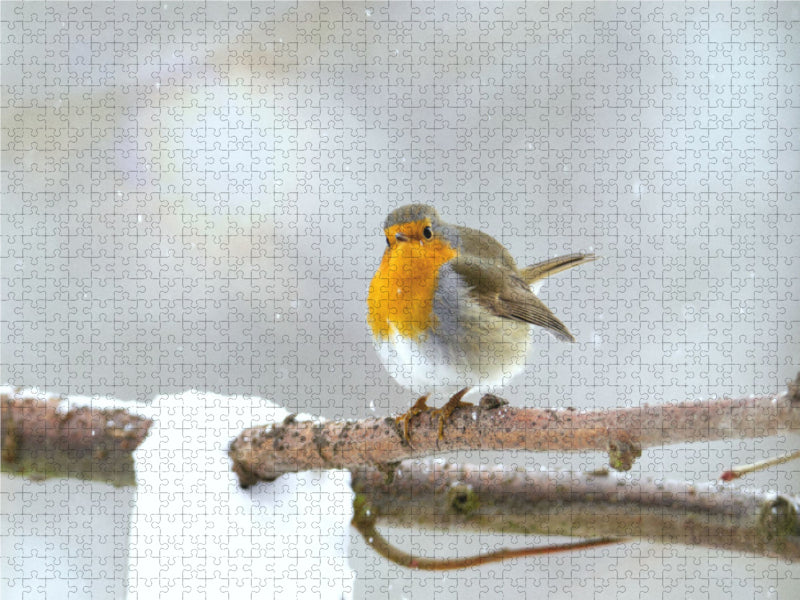 Merles en hiver - Puzzle photo CALVENDO 