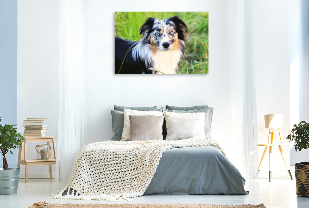 Premium textile canvas Premium textile canvas 120 cm x 80 cm landscape Mini Australian Shepherd 