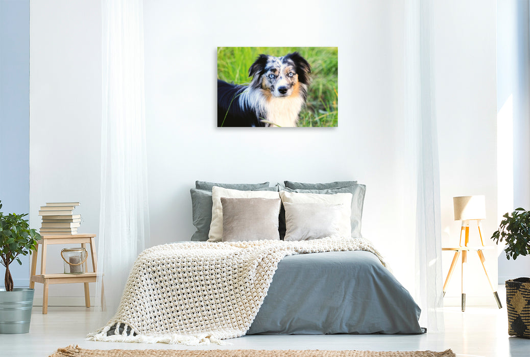 Premium textile canvas Premium textile canvas 120 cm x 80 cm landscape Mini Australian Shepherd 