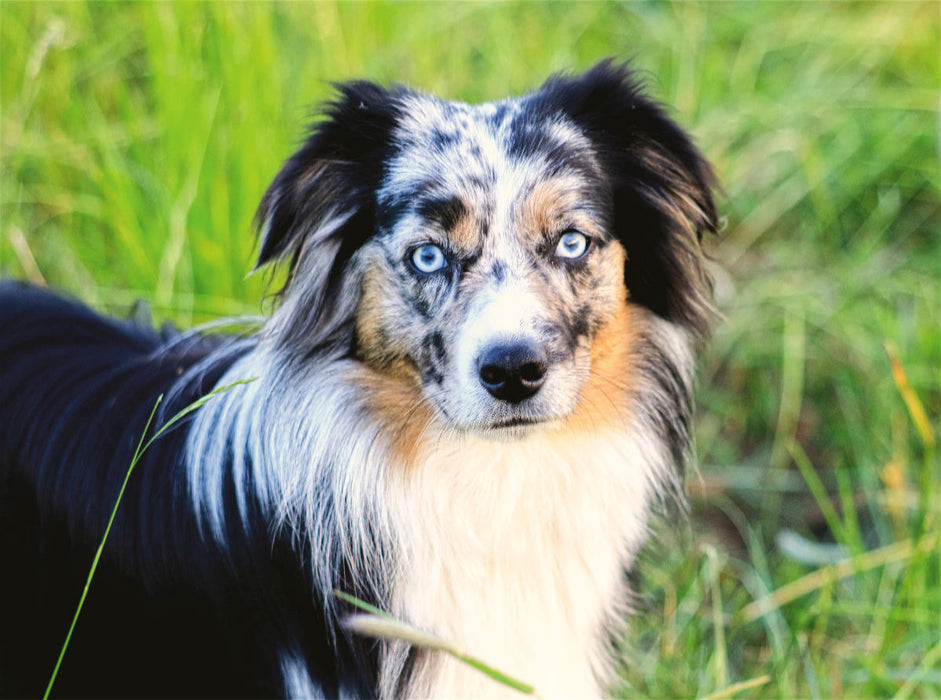 Mini Australian Shepherd - CALVENDO photo puzzle 