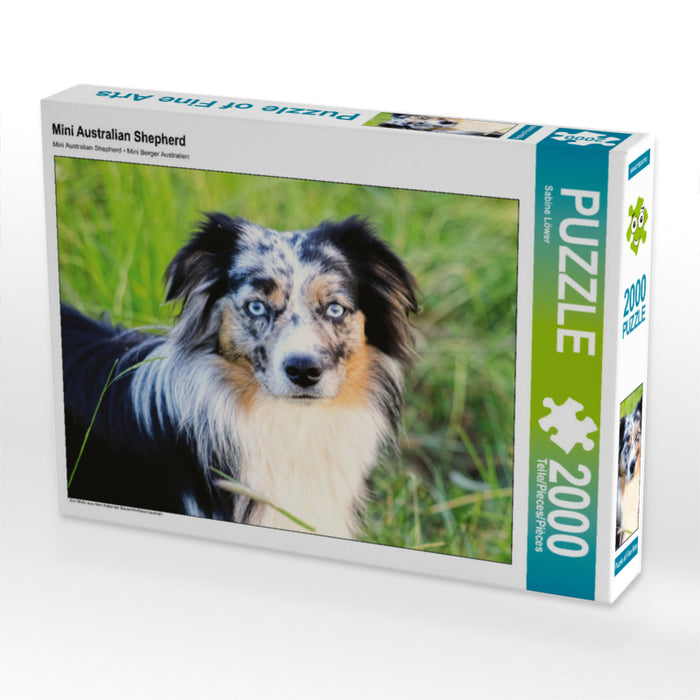 Mini Australian Shepherd - CALVENDO photo puzzle 