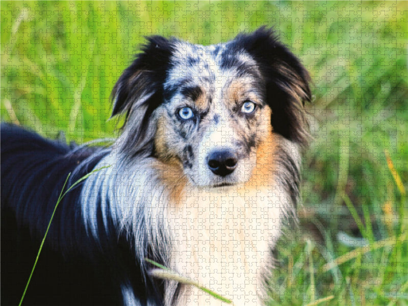 Mini Australian Shepherd - CALVENDO photo puzzle 