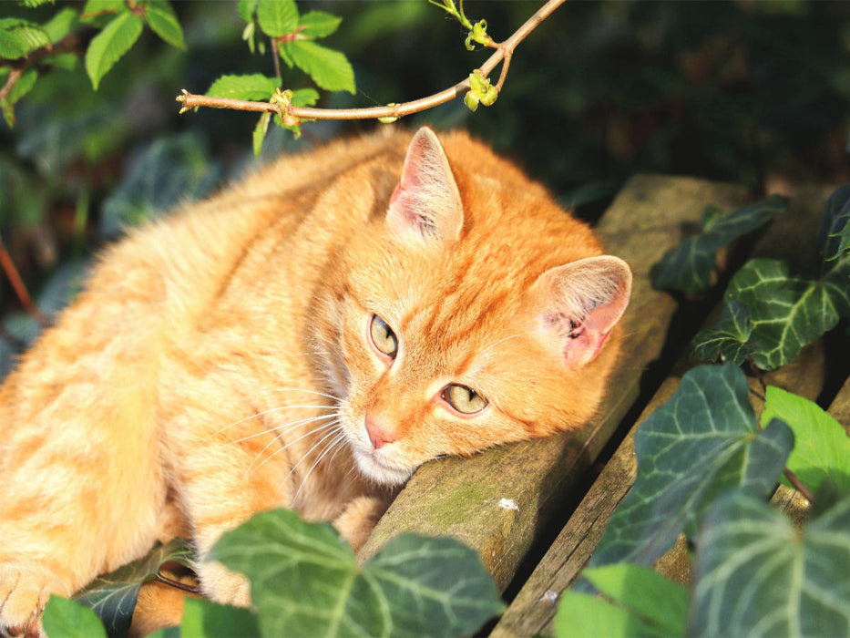 Kuschelzeit - CALVENDO Foto-Puzzle'