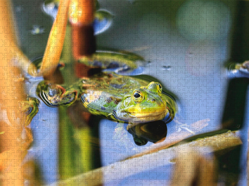 Teichfrosch - CALVENDO Foto-Puzzle'