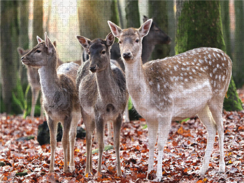Damwild 2000 Teile Puzzle quer - CALVENDO Foto-Puzzle'