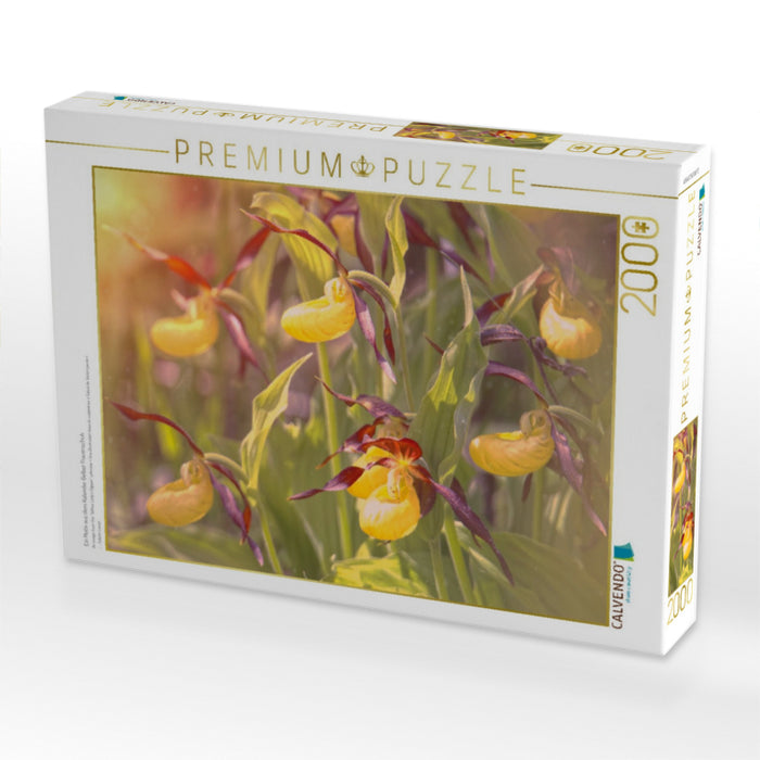 Yellow lady's slipper - CALVENDO photo puzzle 