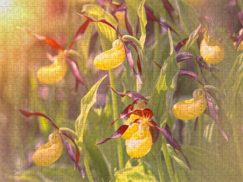Yellow lady's slipper - CALVENDO photo puzzle 