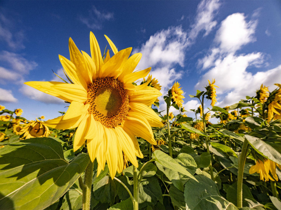 Sonnenanbeter bei Billigheim - CALVENDO Foto-Puzzle'
