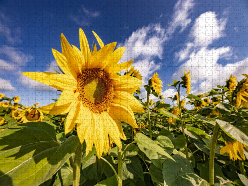 Sonnenanbeter bei Billigheim - CALVENDO Foto-Puzzle'