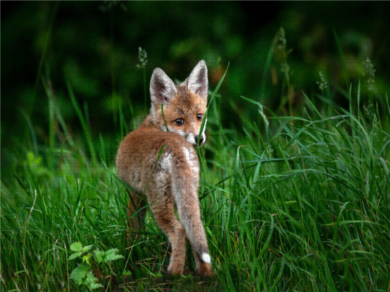 Junger Fuchs 1000 Teile Puzzle quer - CALVENDO Foto-Puzzle'