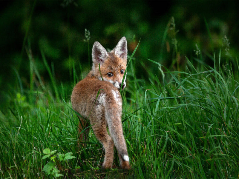 Junger Fuchs, Schinznach-Bad - CALVENDO Foto-Puzzle'