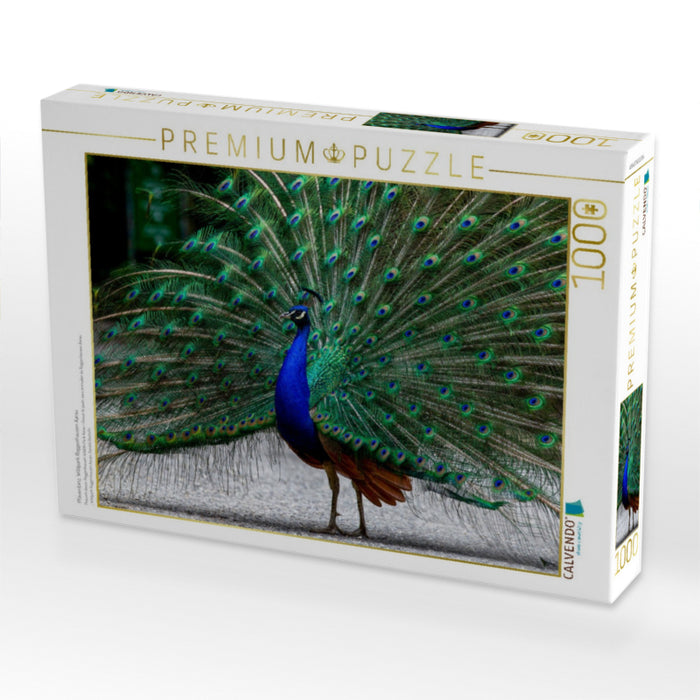 Pfauentanz, Wildpark Roggenhausen Aarau - CALVENDO Foto-Puzzle'