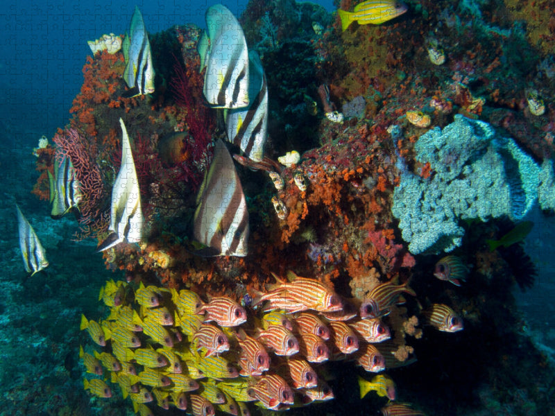 Unterwasserwelt - Fischschwarm Raja Ampat - CALVENDO Foto-Puzzle'