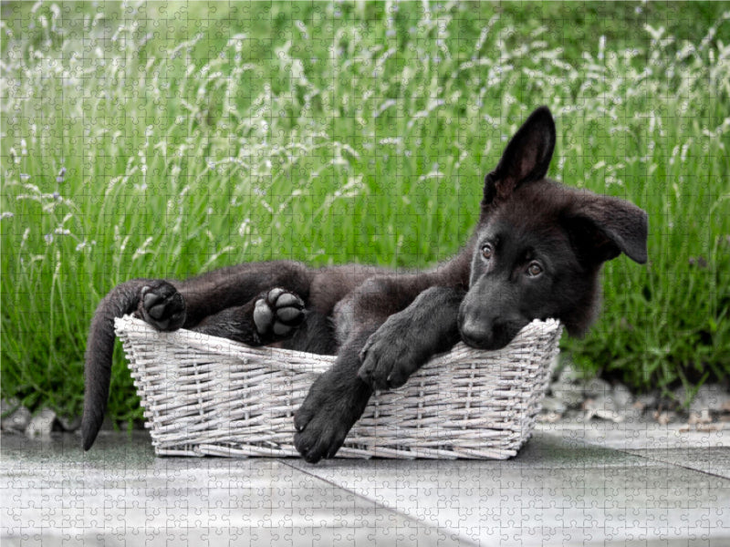 Little Police Dog 2000 Teile Puzzle quer - CALVENDO Foto-Puzzle'