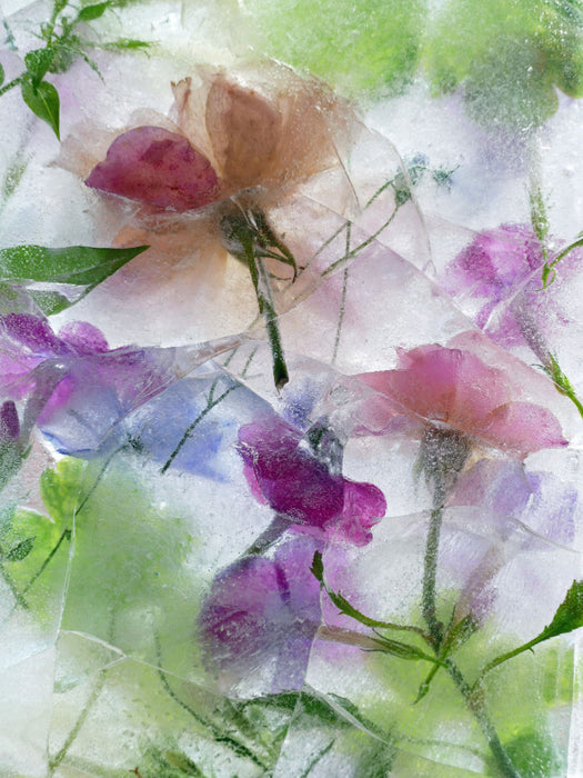 Ein Motiv aus dem Kalender Eisblumen - CALVENDO Foto-Puzzle'
