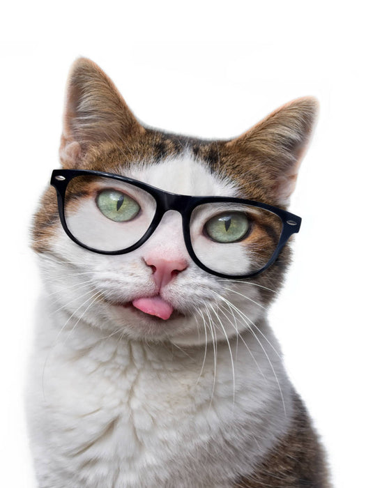 Ein Motiv aus dem Kalender Crazy Catz. - CALVENDO Foto-Puzzle'