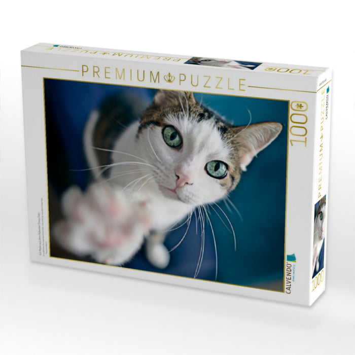 Ein Motiv aus dem Kalender Crazy Catz. - CALVENDO Foto-Puzzle'