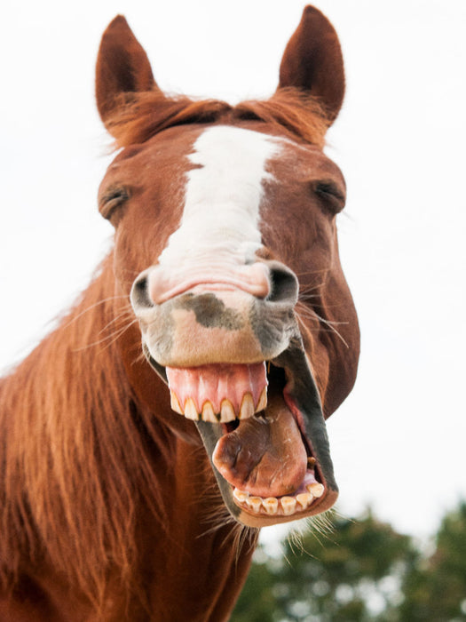 Lachendes Warmblut - CALVENDO Foto-Puzzle'