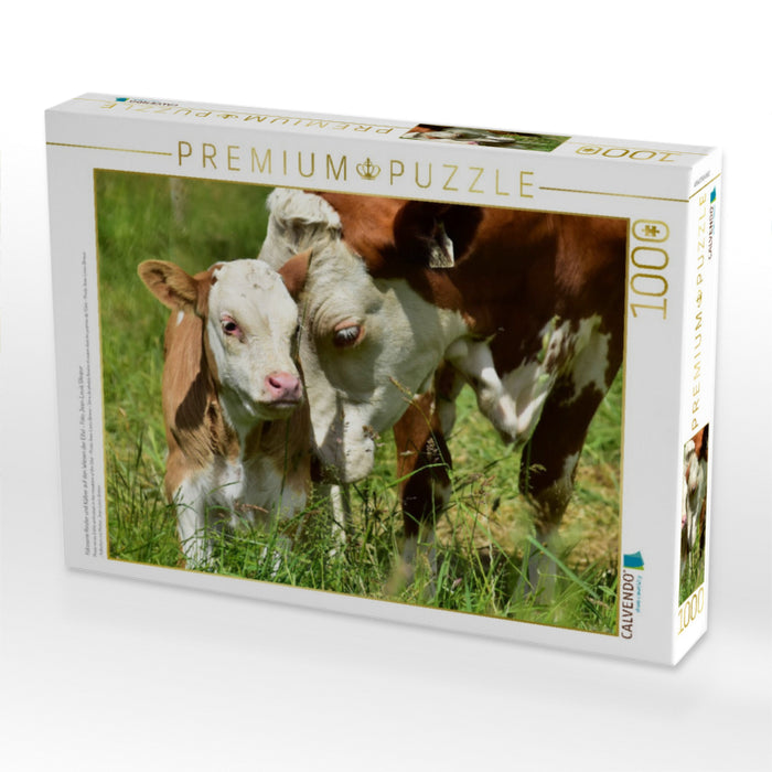 Fotoserie Rinder und Kälber auf den Wiesen der Eifel - Foto Jean-Louis Glineur - CALVENDO Foto-Puzzle'